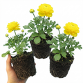 Ranunculus ‘Vortex Lemonade’ — Herbaceous Perennial, Bee-Friendly, 1L Pot (Set of 3 or 6)