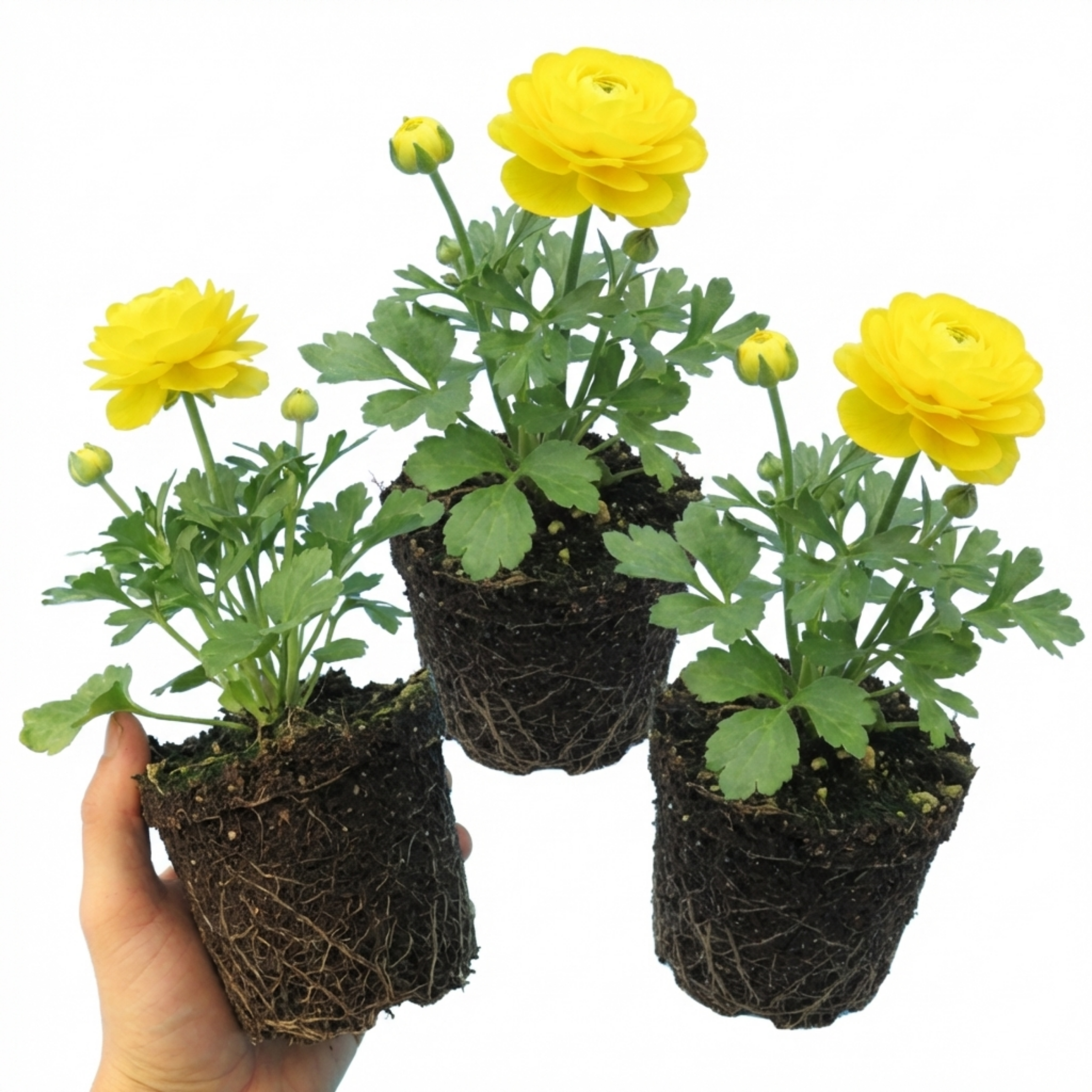 Ranunculus ‘Vortex Lemonade’ — Herbaceous Perennial, Bee-Friendly, 1L Pot (Set of 3 or 6)