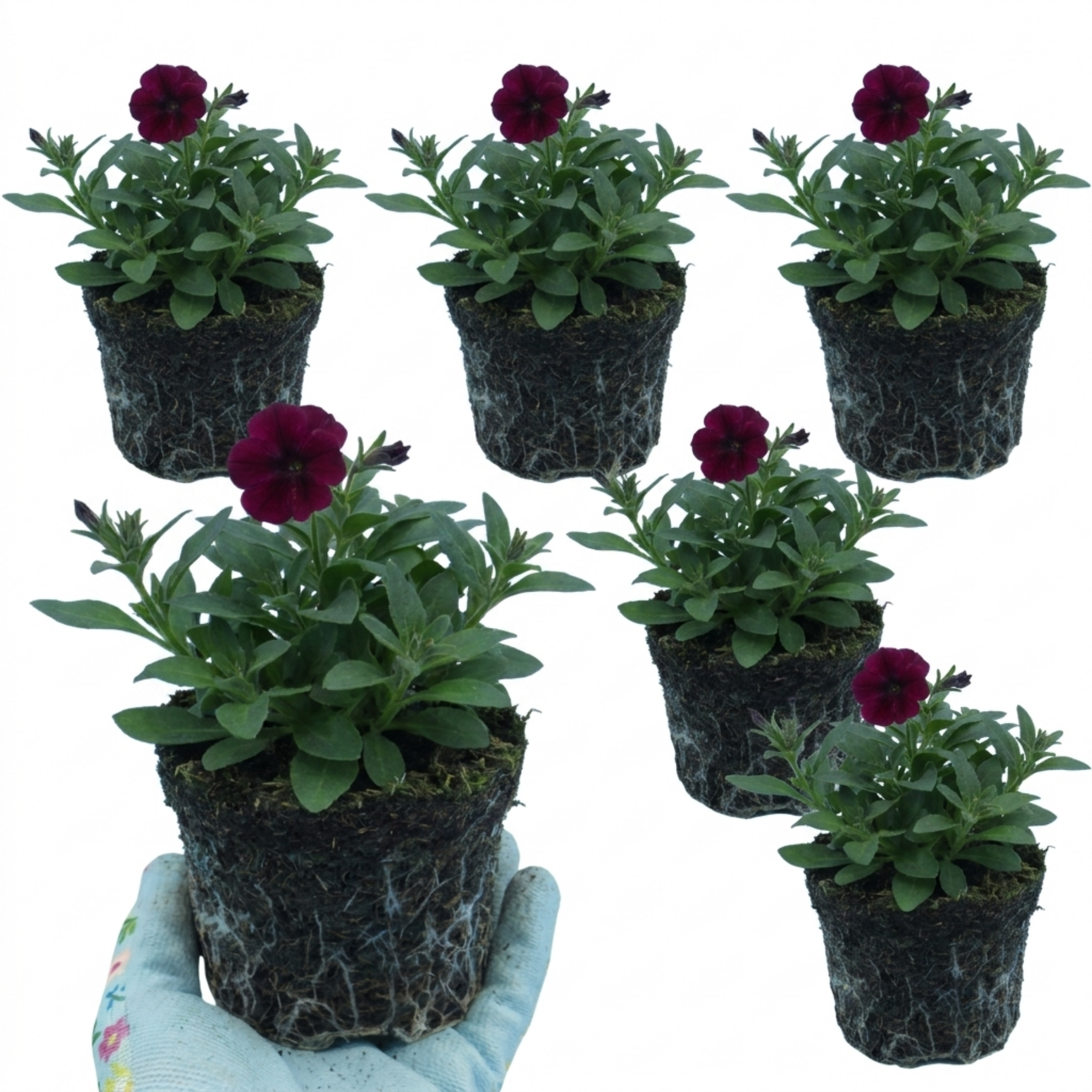 Lobelia ‘Starship Burgundy’ — Hardy Herbaceous Perennial, Bee-Friendly, 1L Pot (Set of 3 or 6)