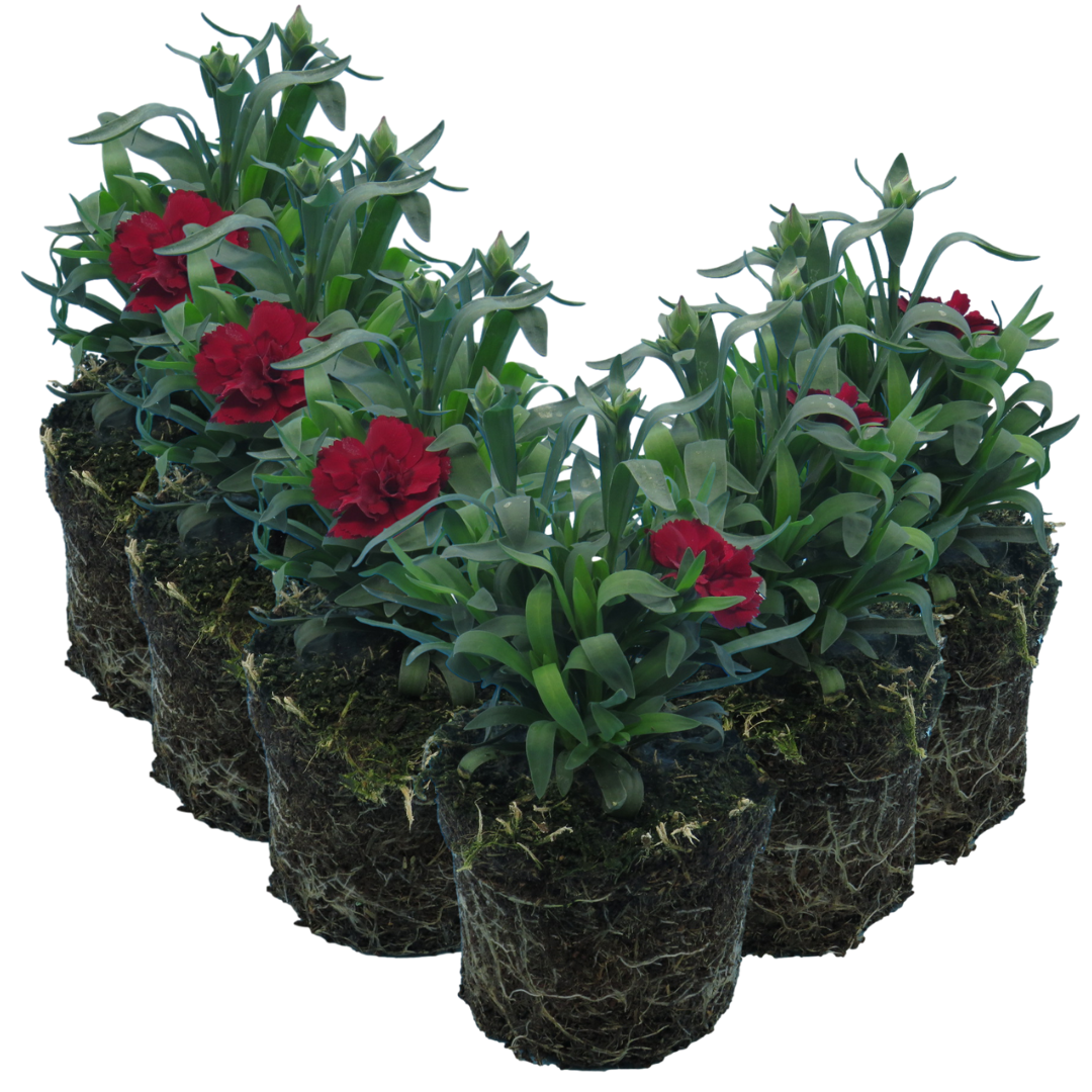 Carnation ‘Dark Red’ — Hardy Perennial, Bee-Friendly, 10.5cm Pot