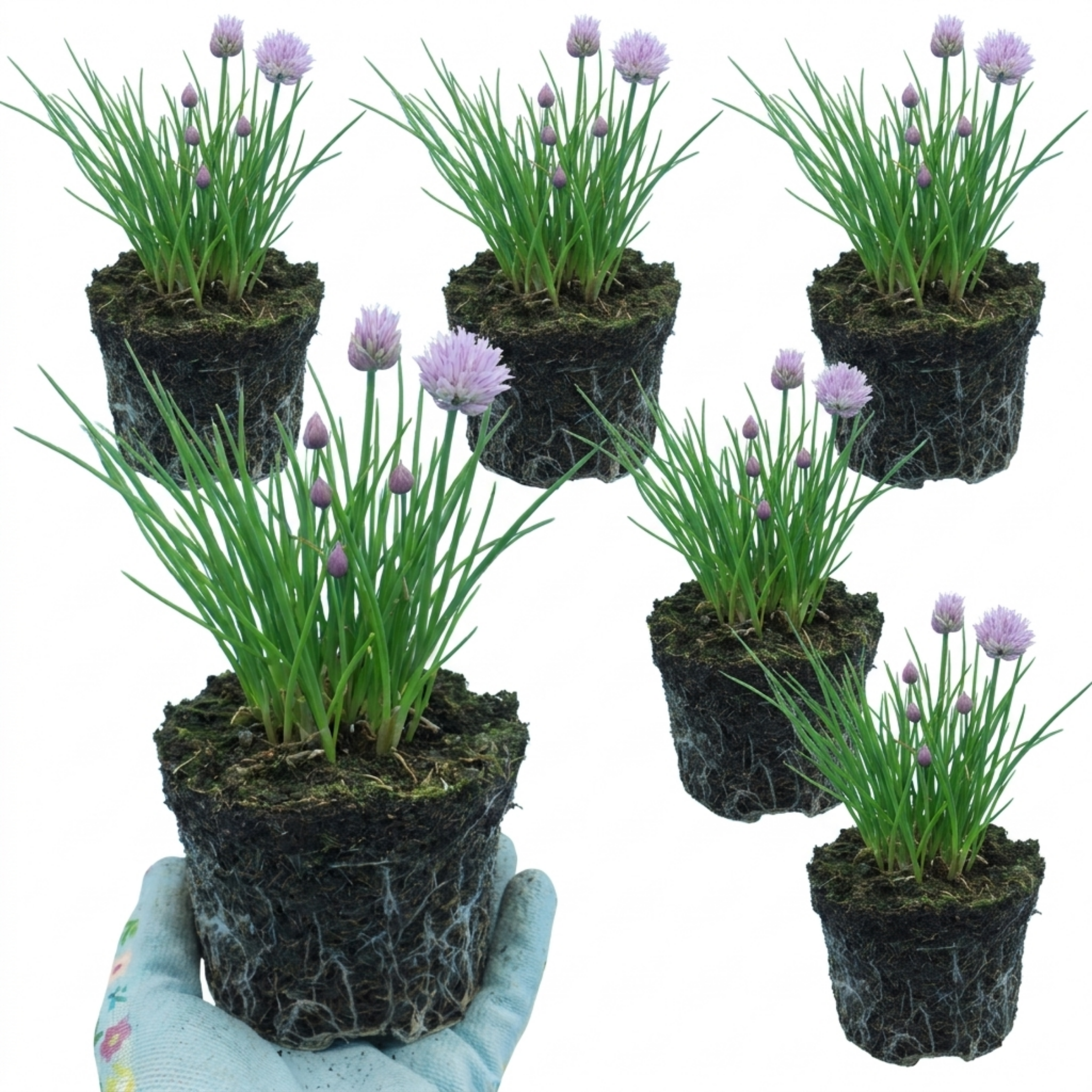 Chives — Hardy Perennial Herb, Bee-Friendly, 1L Pot (Set of 3 or 6)