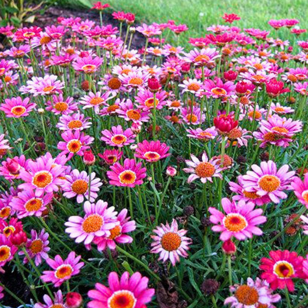 Argyranthemum ‘Madeira Deep Pink’ — Hardy Perennial, 10.5cm Pot (Set of 3 or 6)