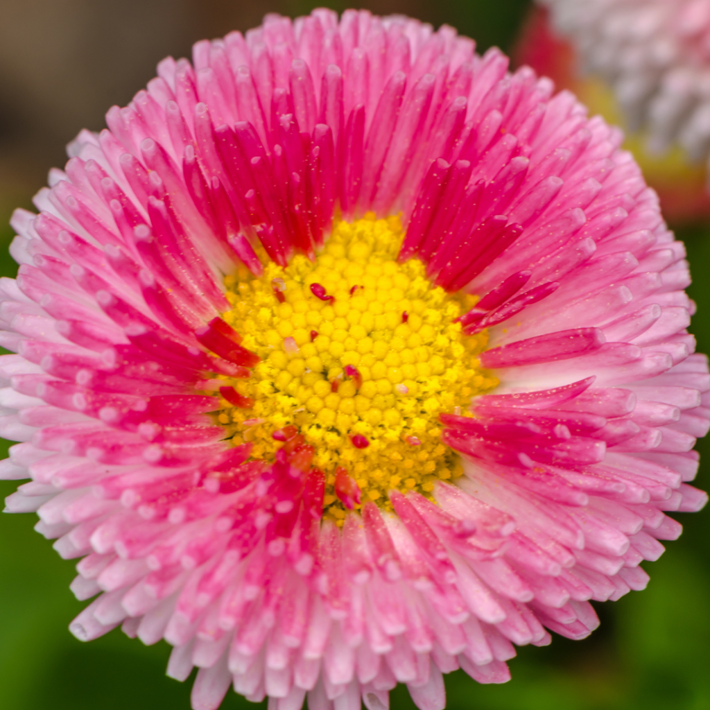 Bellis ‘Rose’ — Hardy Perennial, Bee-Friendly, 10.5cm Pot