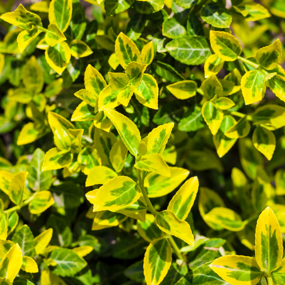 Euonymus ‘Emerald’ — Hardy Shrub, 2L Pot