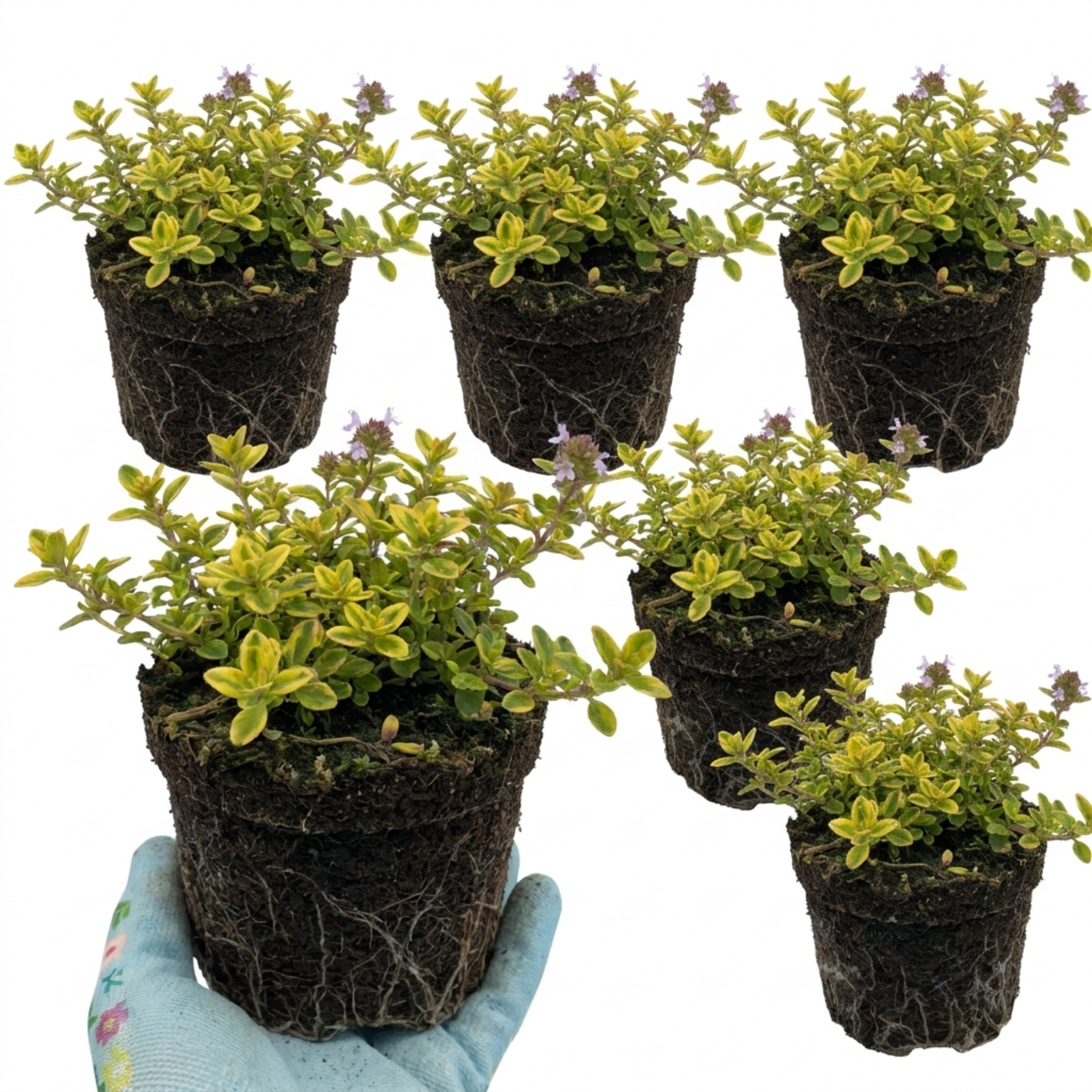 Thymus ‘Doone Valley’ — Hardy Evergreen Perennial Herb, Bee-Friendly, 1L Pot (Set of 3 or 6)