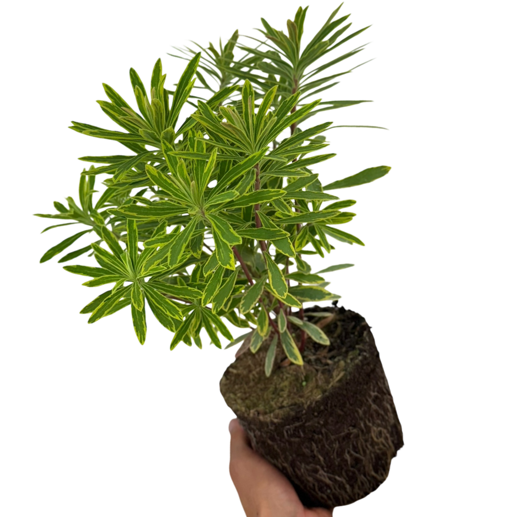 Euphorbia ‘Ascot Rainbow’ — Hardy Perennial, 2L Pot
