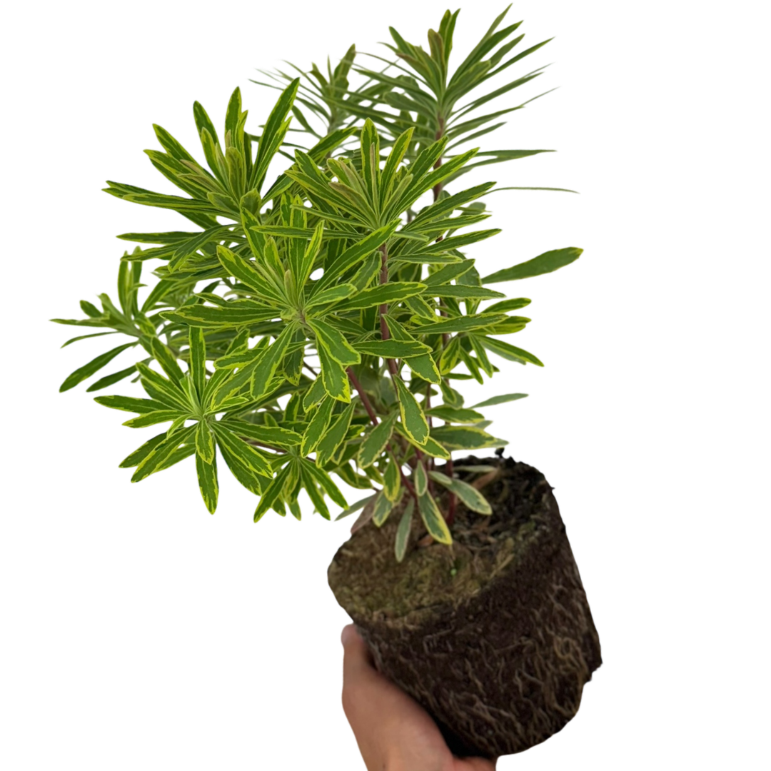 Euphorbia ‘Ascot Rainbow’ — Hardy Perennial, 2L Pot