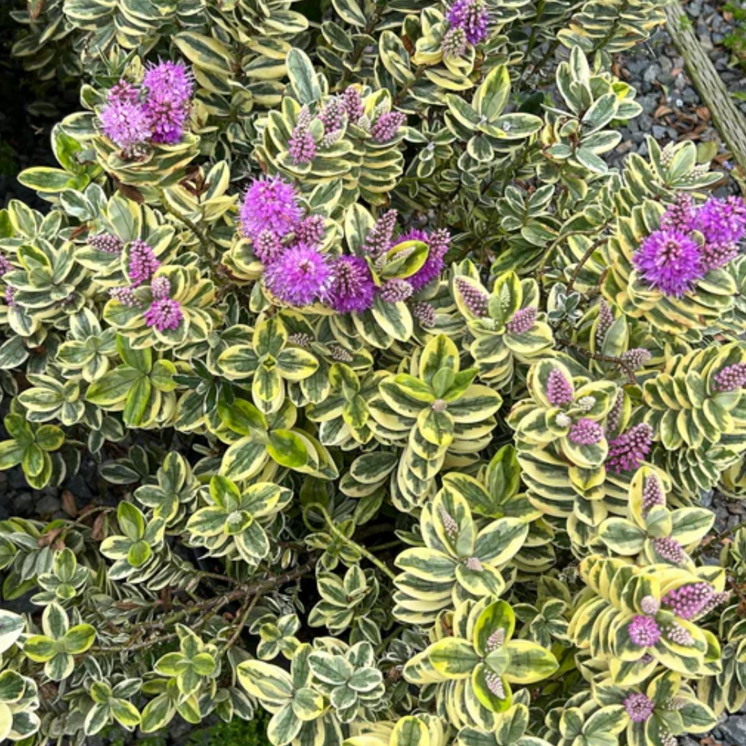 Hebe ‘Variegata’ — Evergreen Shrub, Bee-Friendly, 1L Pot (Set of 3 or 6)