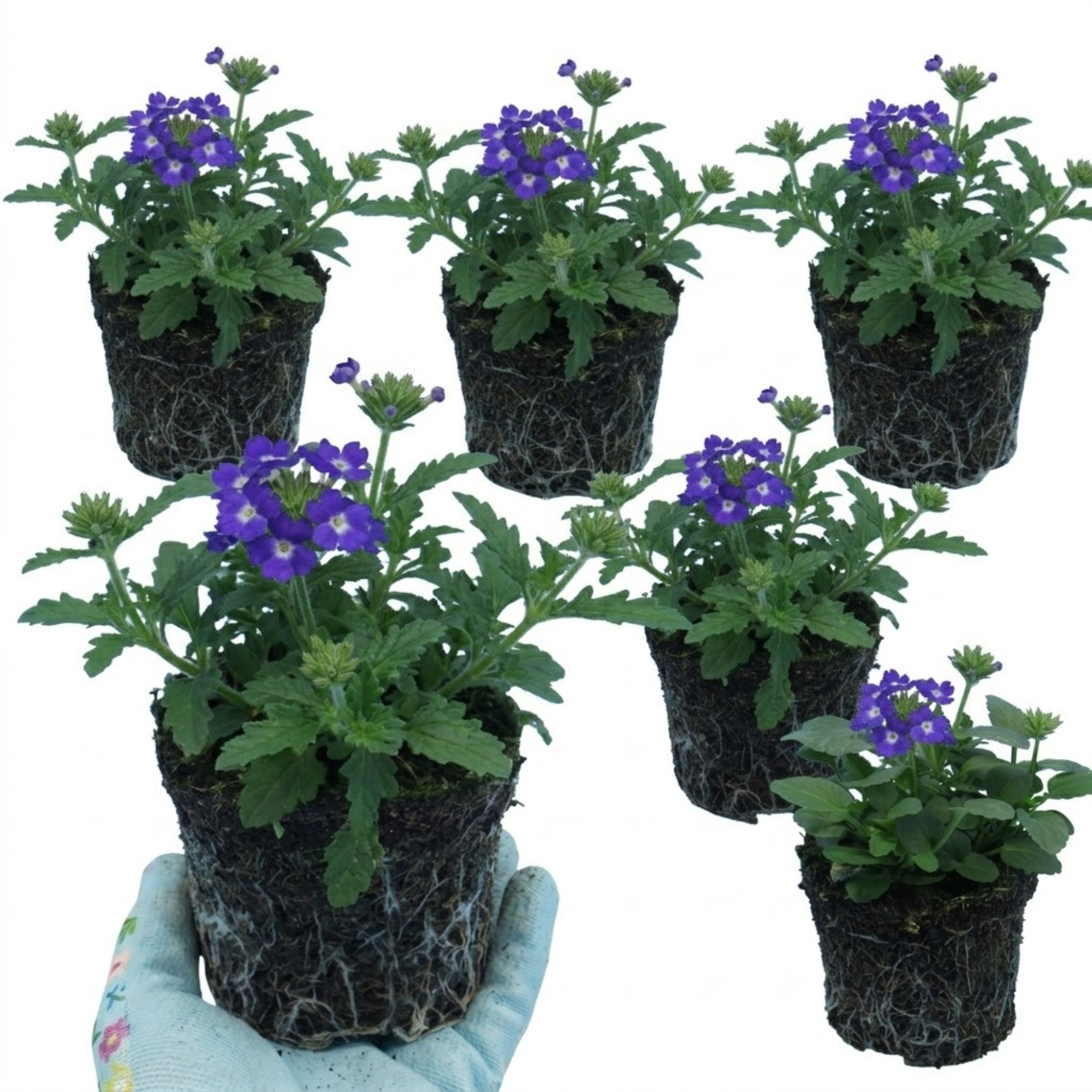 Verbena ‘Blue Eye’ — Half-Hardy Annual, Bee-Friendly, 10.5cm Pot (Set of 3 or 6)