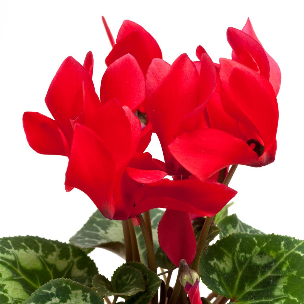 Cyclamen ‘Smartiz Rouge Vif’ — Tender Pot Plant (perennial in mild climates), 10.5cm Pot (Set of 3 or 6)