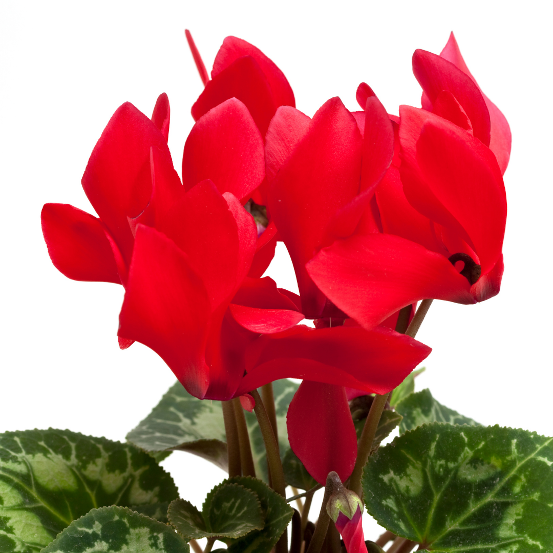 Cyclamen ‘Smartiz Rouge Vif’ — Tender Pot Plant (perennial in mild climates), 10.5cm Pot (Set of 3 or 6)