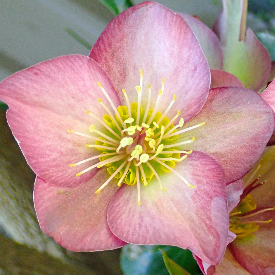 Hellebore ‘Pink Beauty’ — Hardy Perennial, Bee-Friendly, 2L Pot