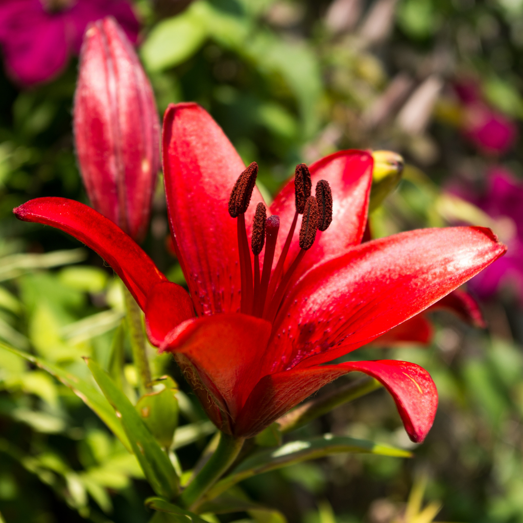 Lilium ‘Red’ — Hardy Bulb, Bee-Friendly, 1L Pot (Set of 3 or 6)