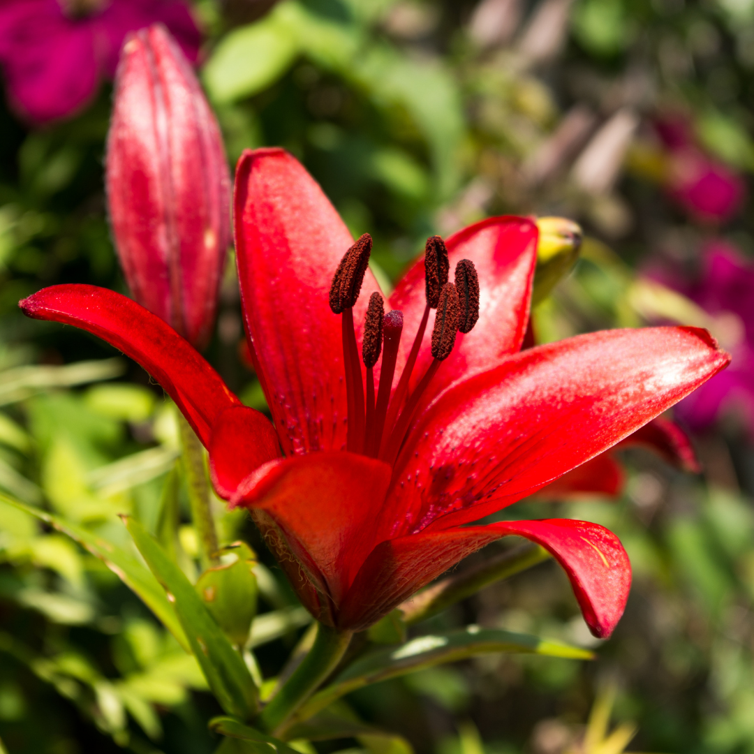 Lilium ‘Red’ — Hardy Bulb, Bee-Friendly, 1L Pot (Set of 3 or 6)