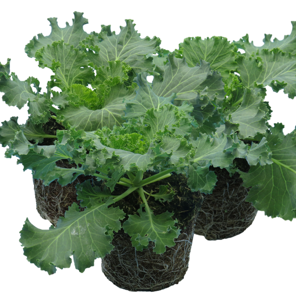 Ornamental ‘Cabbage Red’ — Hardy Perennial, 1L Pot