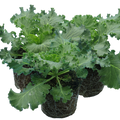 Ornamental ‘Cabbage Red’ — Hardy Perennial, 1L Pot