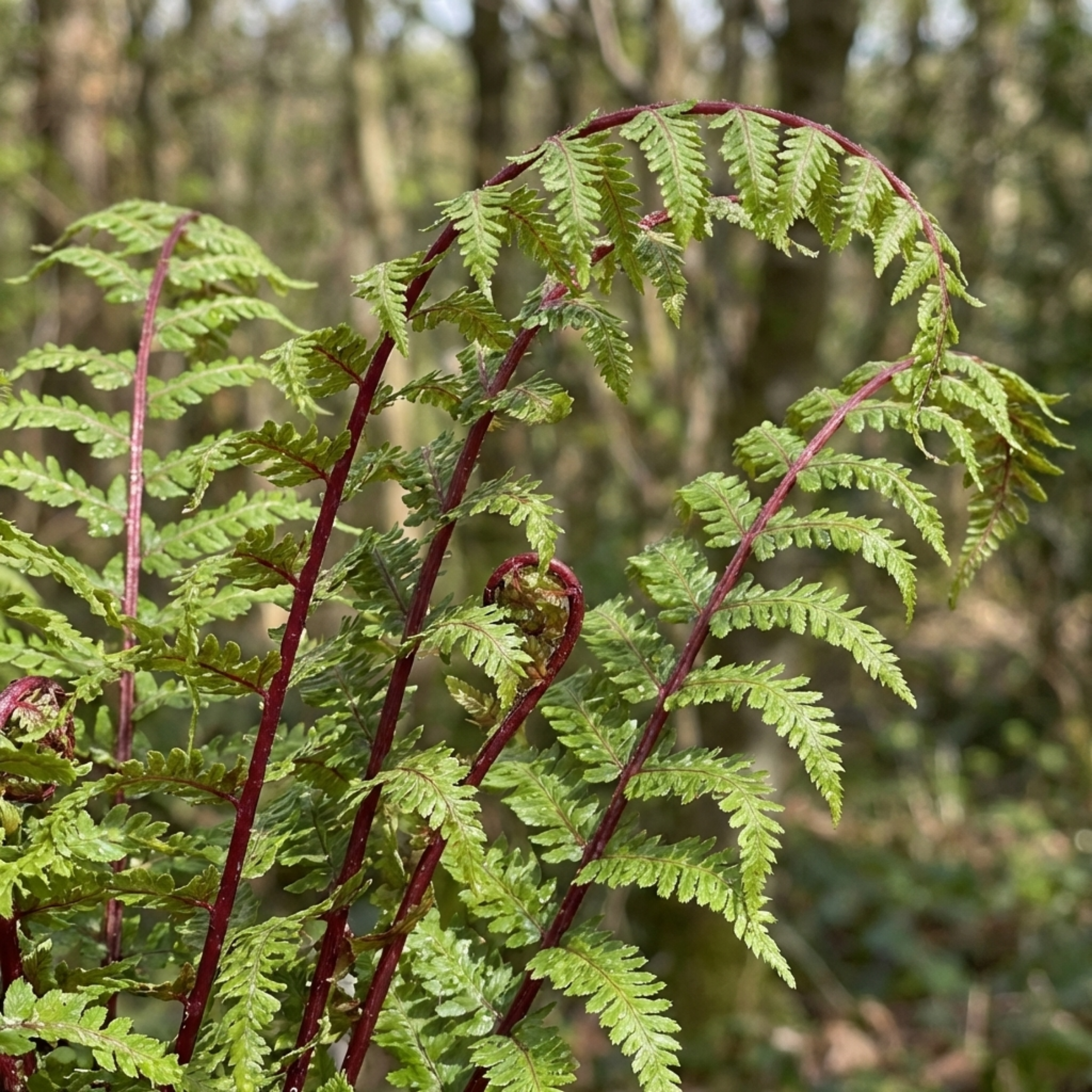 Lady ‘in Red’ — Deciduous Perennial Fern, 11cm Pot (Set of 3 or 6)