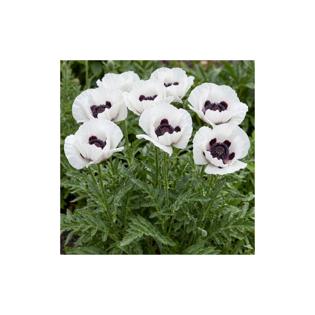 Papaver ‘Orientale Royal Wedding’ — Hardy Perennial, Bee-Friendly, 1L Pot