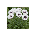 Papaver ‘Orientale Royal Wedding’ — Hardy Perennial, Bee-Friendly, 1L Pot