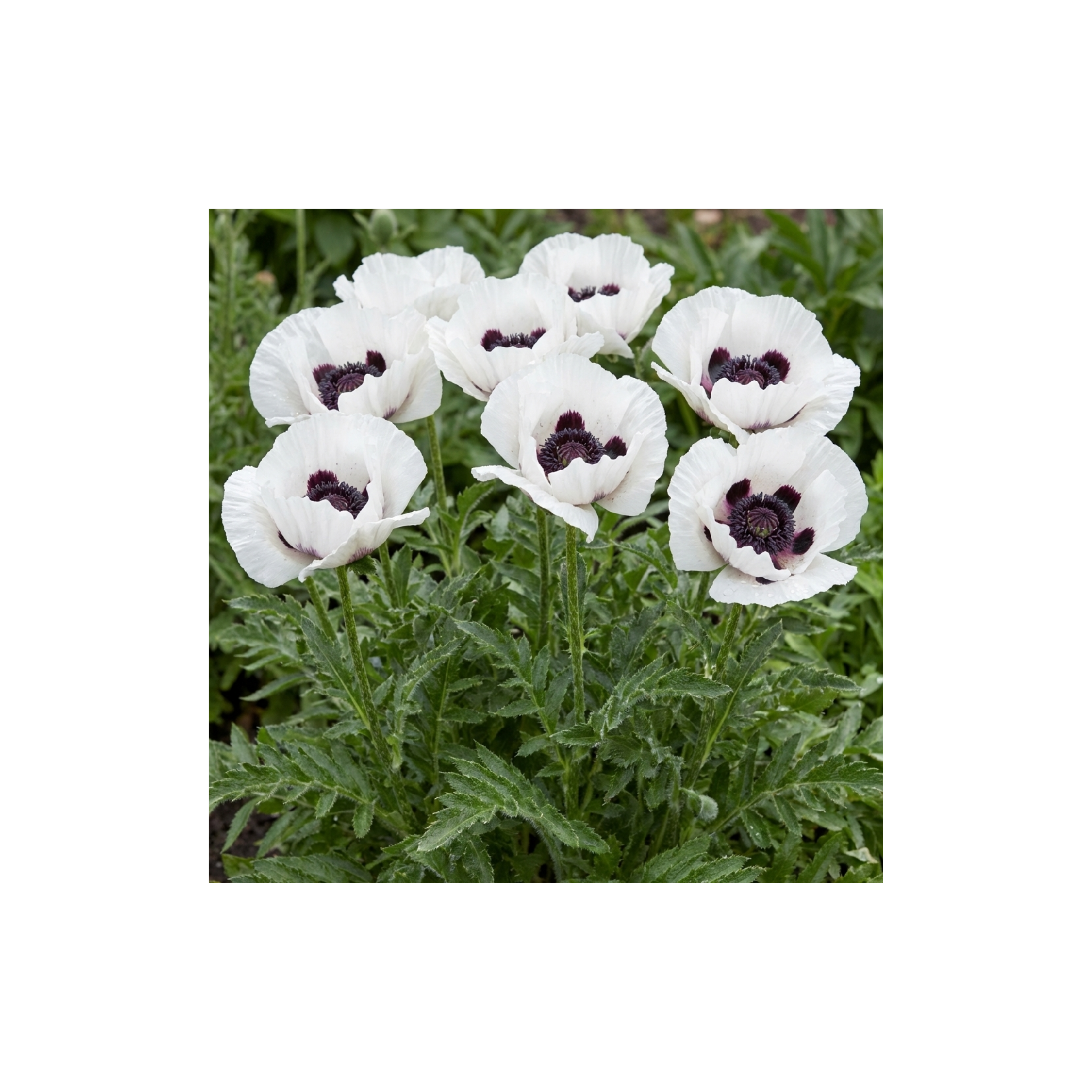 Papaver ‘Orientale Royal Wedding’ — Hardy Perennial, Bee-Friendly, 1L Pot