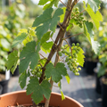 Vitis ‘Sulima White’ — Hardy Deciduous Climber, 3L Pot