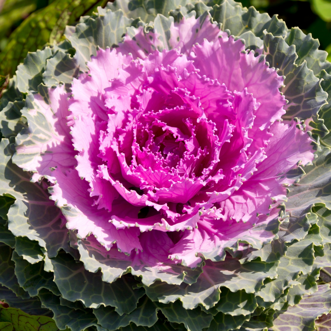 Ornamental ‘Cabbage Rose’ — Hardy Perennial, 1L Pot
