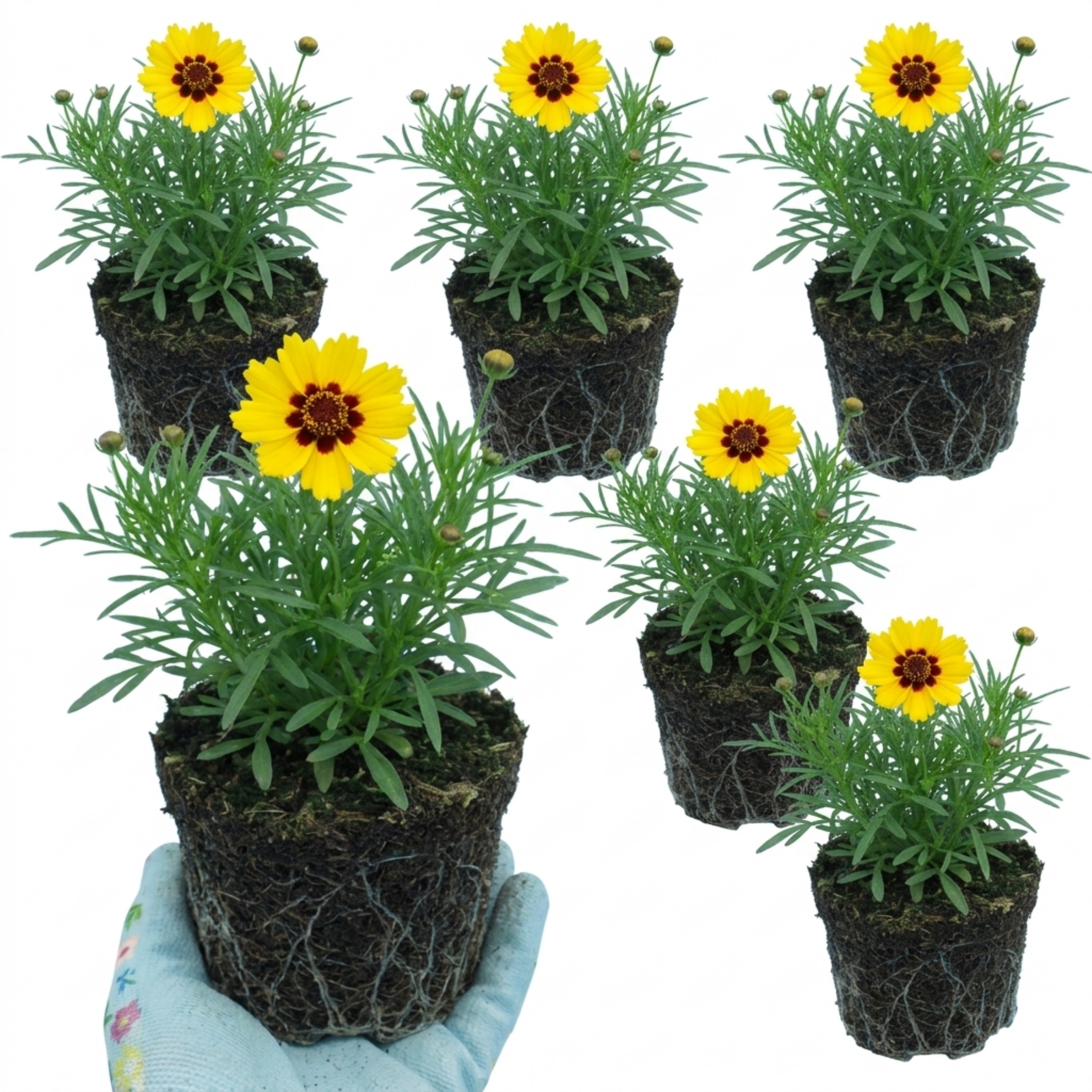 Coreopsis ‘Presto’ — Hardy Herbaceous Perennial, Bee-Friendly, 1L Pot (Set of 3 or 6)