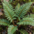 Japanese ‘Tassel’ — Evergreen Fern, 1L Pot