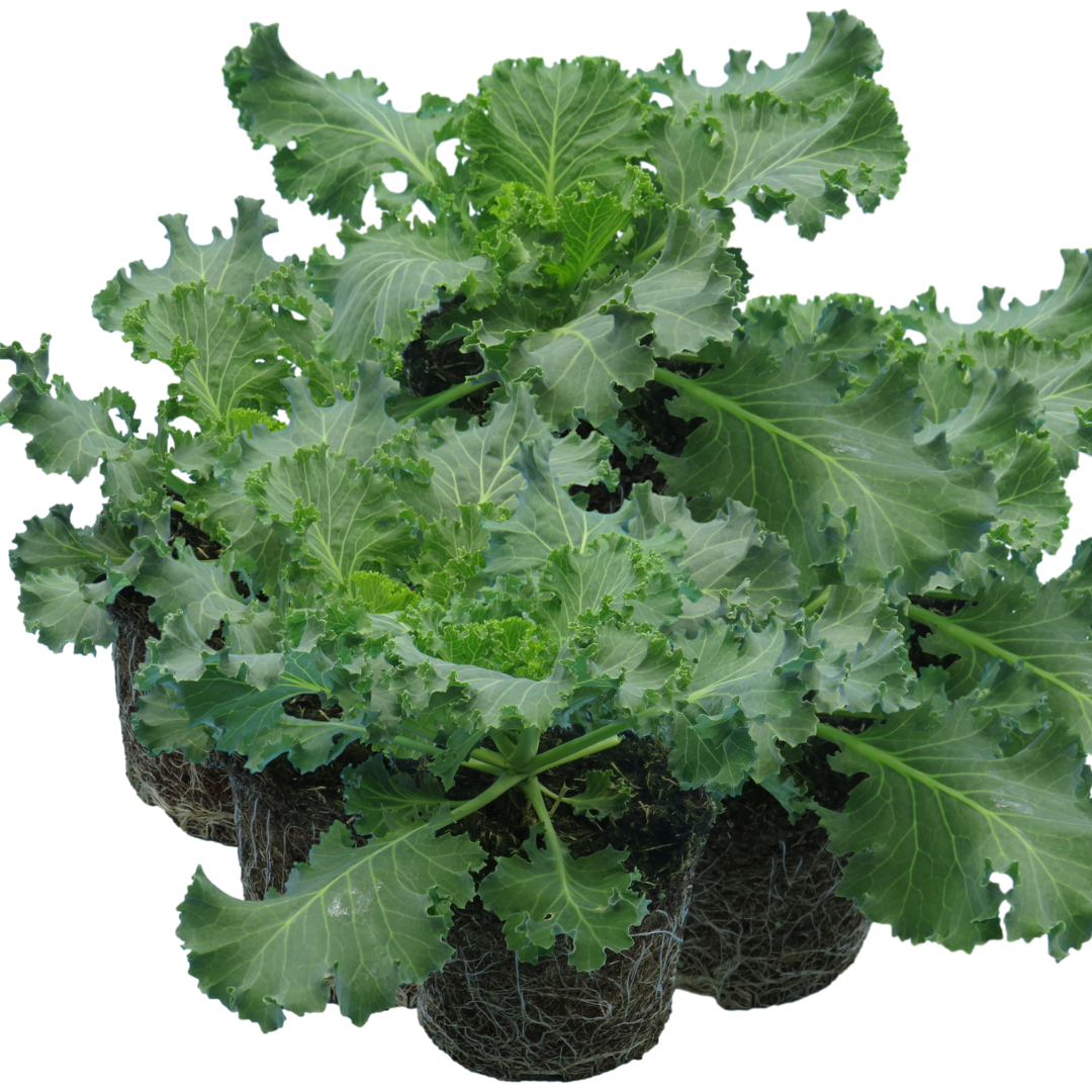 Ornamental ‘Cabbage Red’ — Hardy Perennial, 1L Pot