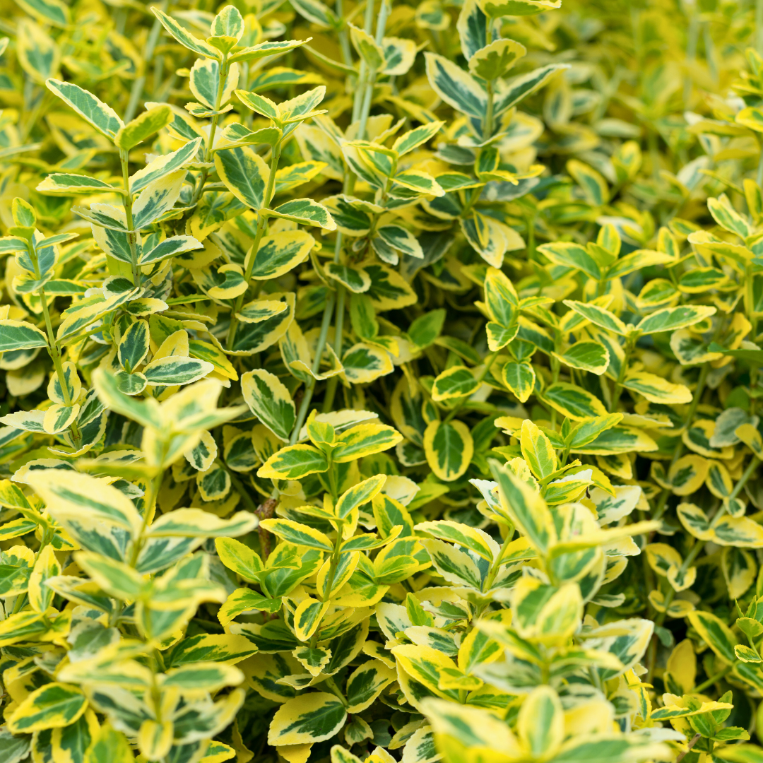 Euonymus ‘Ovatus Aureus’ — Hardy Shrub, 2L Pot