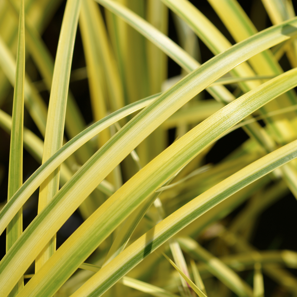 Acorus ‘Ogon’ — Hardy Perennial, 2L Pot