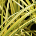 Acorus ‘Ogon’ — Hardy Perennial, 2L Pot