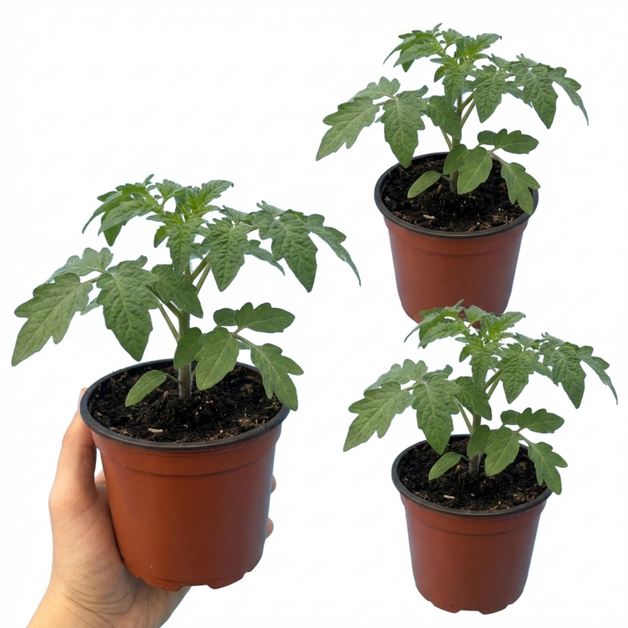 Tomato ‘Rose Crush’ — Fruit Plant / Tender Annual, 10.5cm Pot (Set of 3 or 6)