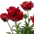 Papaver ‘Orientale Turkenlouis’ — Hardy Perennial, Bee-Friendly, 3L Pot