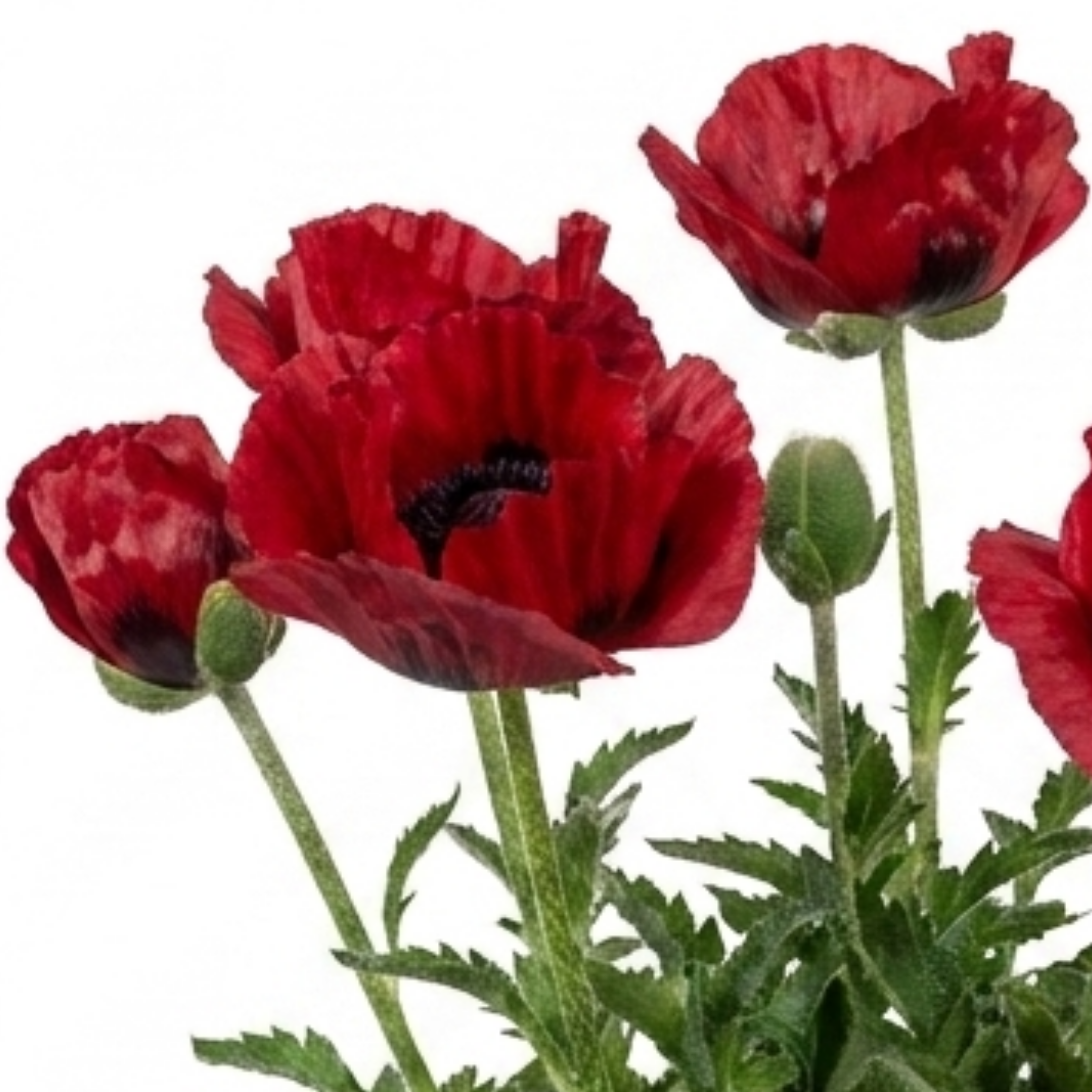 Papaver ‘Orientale Turkenlouis’ — Hardy Perennial, Bee-Friendly, 3L Pot