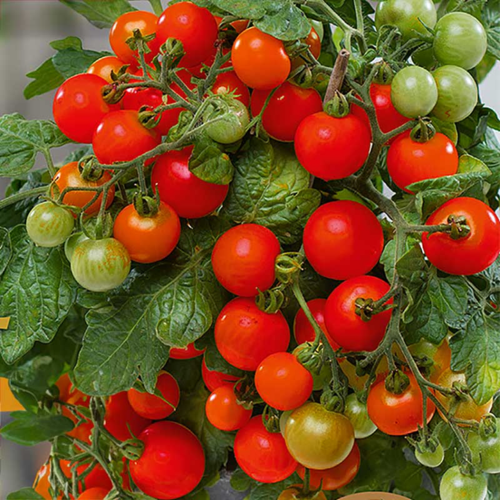 Tomato ‘Veranda Red’ — Fruit Plant / Tender Annual, 5L Pot