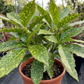 Aucuba ‘Japonica Crotonifolia Spotted Laurel’ — Evergreen Shrub, 2L Pot