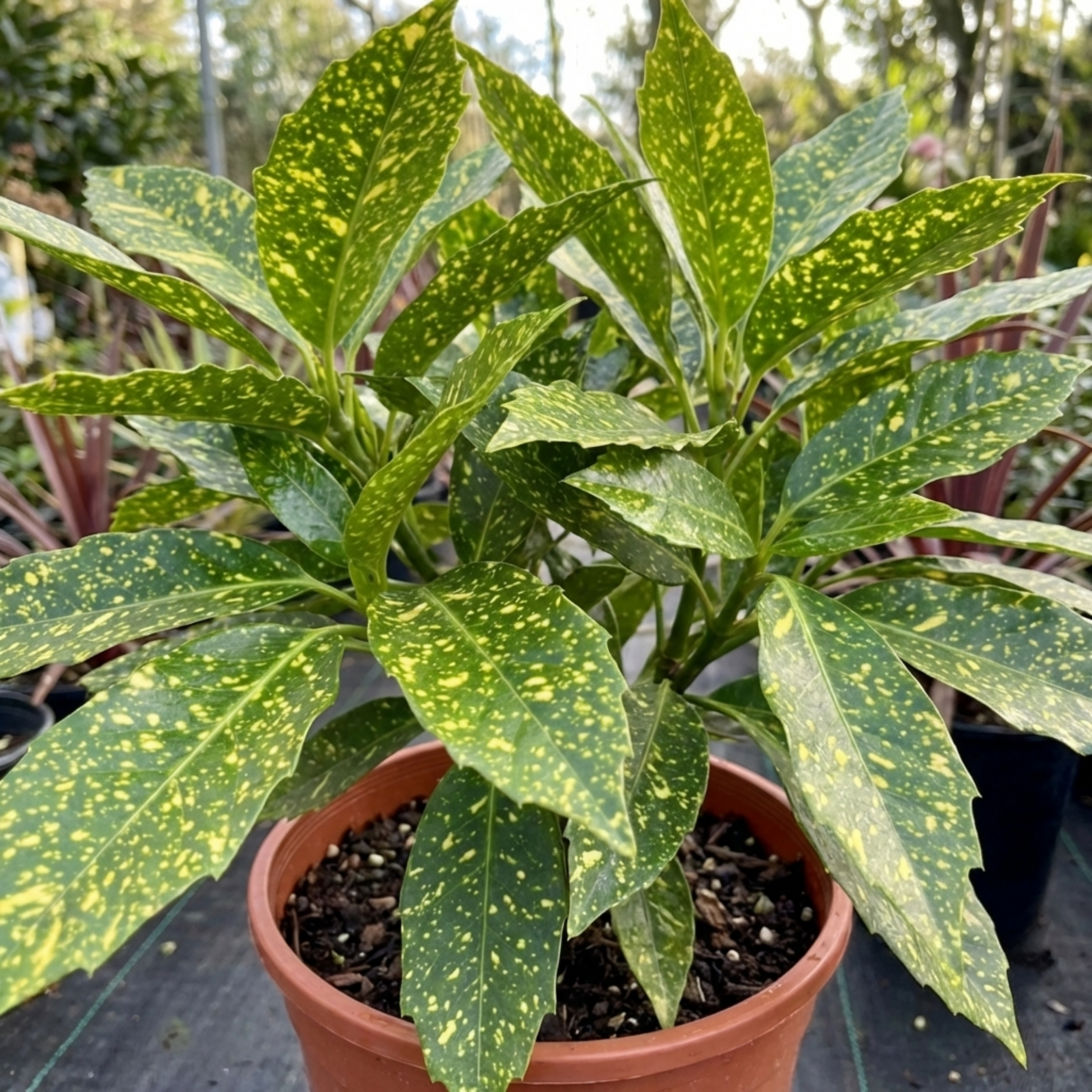 Aucuba ‘Japonica Crotonifolia Spotted Laurel’ — Evergreen Shrub, 2L Pot