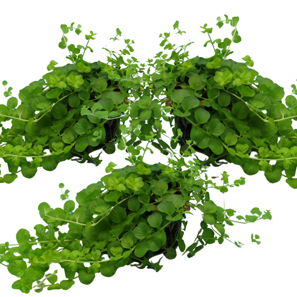 Lysimachia 'Goldilocks' — Creeping Jenny, Hardy Perennial Ground Cover, 10.5cm Pot (Set of 3 or 6)