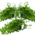 Lysimachia 'Goldilocks' — Creeping Jenny, Hardy Perennial Ground Cover, 10.5cm Pot (Set of 3 or 6)