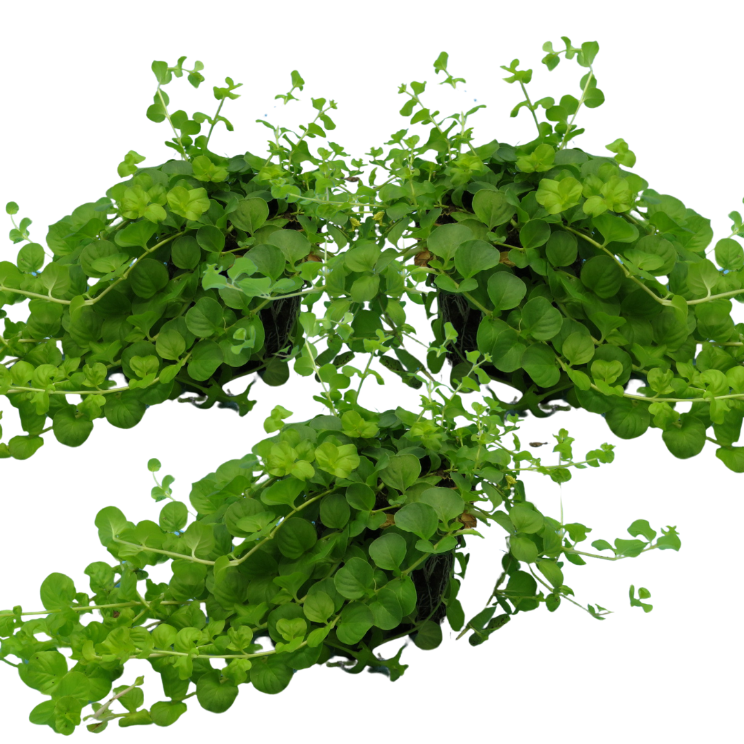 Lysimachia 'Goldilocks' — Creeping Jenny, Hardy Perennial Ground Cover, 10.5cm Pot (Set of 3 or 6)