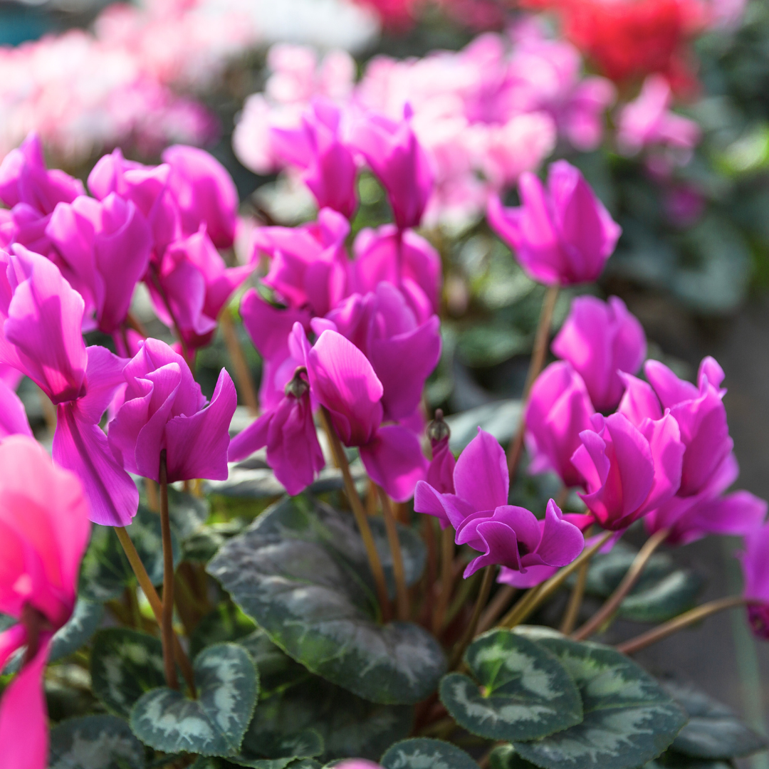 Cyclamen ‘Smartiz Violet Fonce’ — Tender Pot Plant (perennial in mild climates), 10.5cm Pot (Set of 3 or 6)