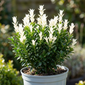 Euonymus ‘Japonicus Paloma Blanca’ — Evergreen Shrub, 7.5L Pot