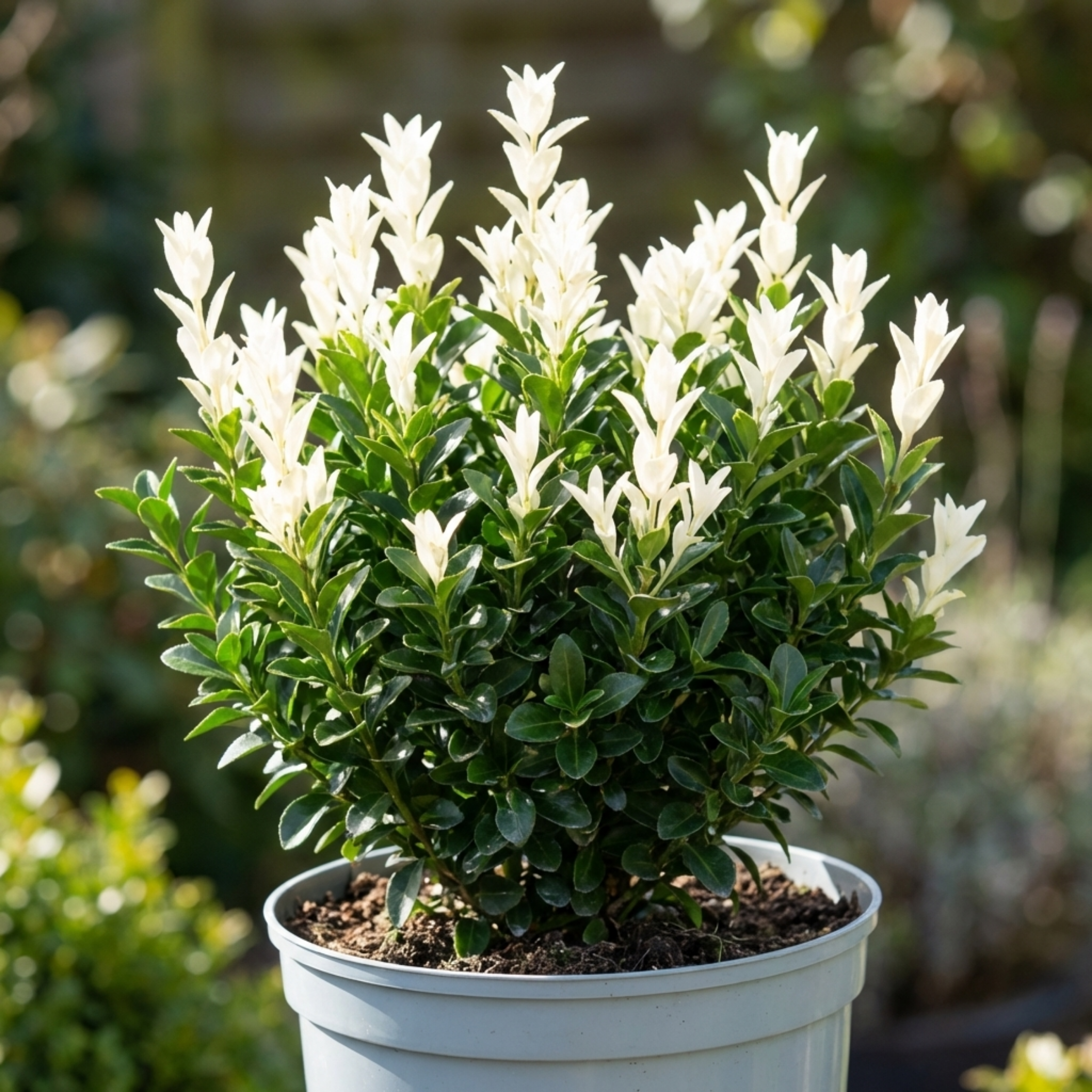 Euonymus ‘Japonicus Paloma Blanca’ — Evergreen Shrub, 7.5L Pot