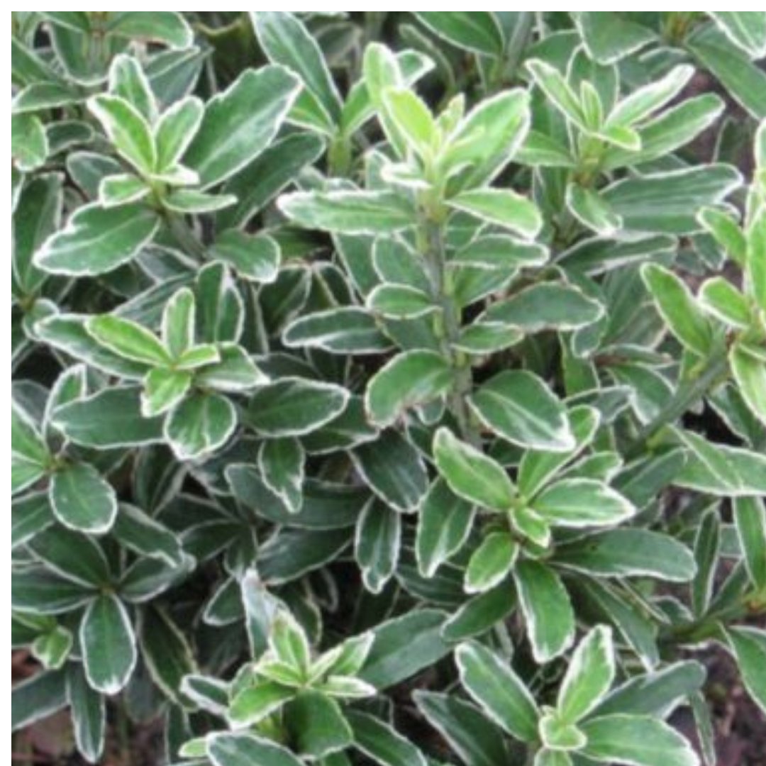 Euonymus 'Microphyllus Albovariegatus' — Hardy Evergreen Shrub, 1L Pot (Set of 3 or 6)