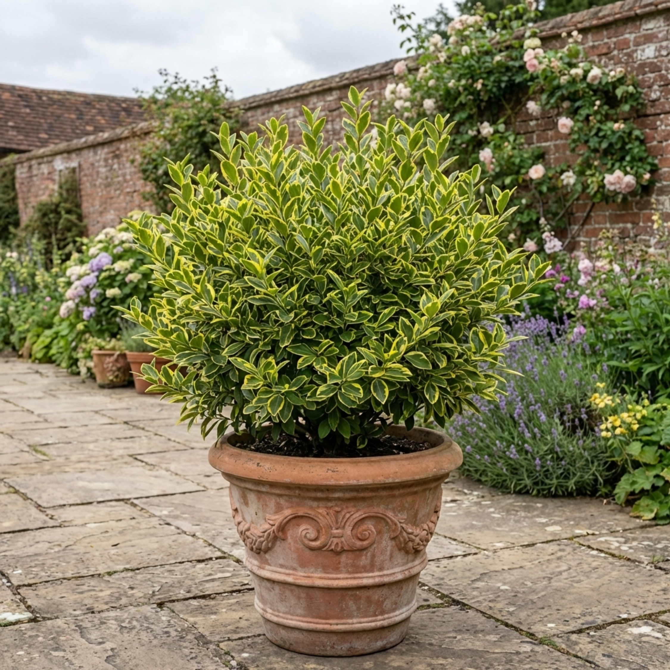 Ligustrum ‘Muster Privet Hedging’ — Semi-evergreen to Evergreen Shrub, Bee-Friendly, 19cm Pot