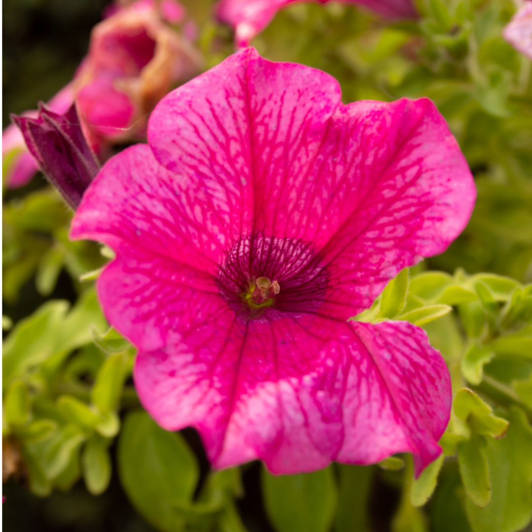 Petunia ‘Surfinia Hot Pink’ — Hardy Perennial, 10.5cm Pot (Set of 3 or 6)