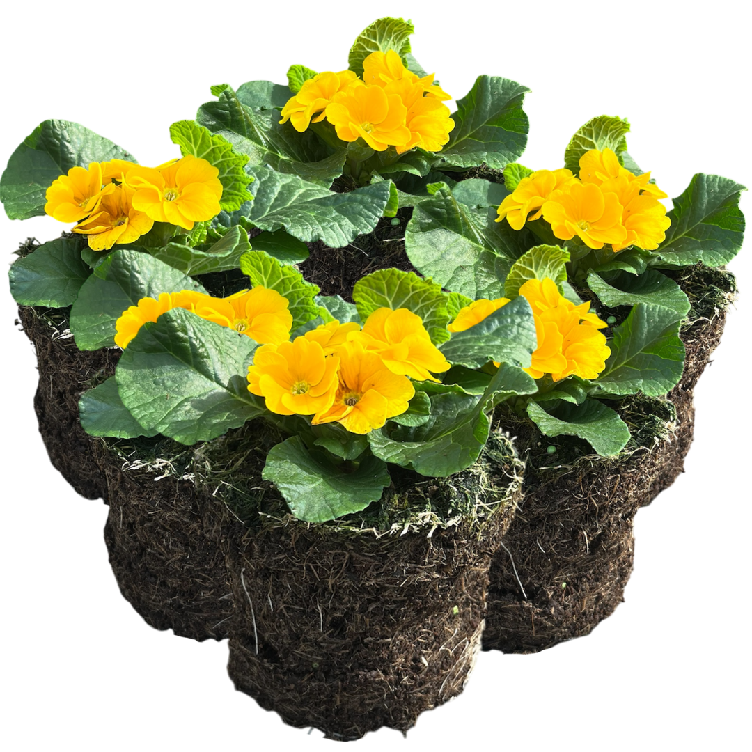 Primrose ‘Orange’ — Hardy Perennial, Bee-Friendly, 10.5cm Pot