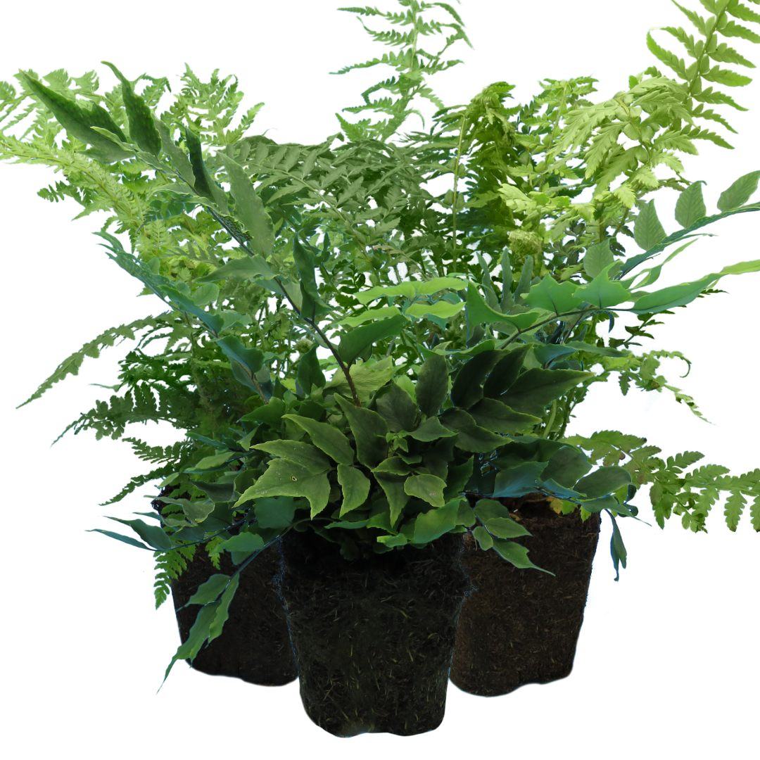 Dryopteris ‘Shield Fern’ — Hardy Deciduous Fern, 13cm Pot (Set of 3 or 6)