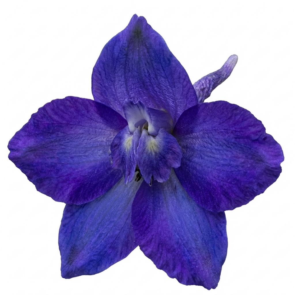 Delphinium ‘Pixie Neptune Rocket’ — Hardy Perennial, Bee-Friendly, 3L Pot